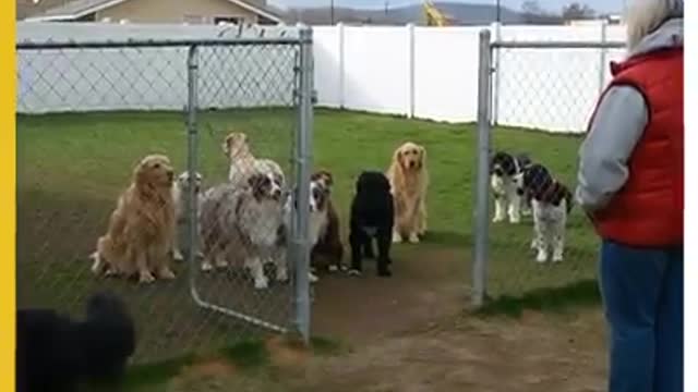 Are these the world's most patient dogs?