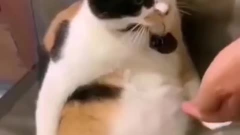 The pose of a pet is so cute. I want to own it。