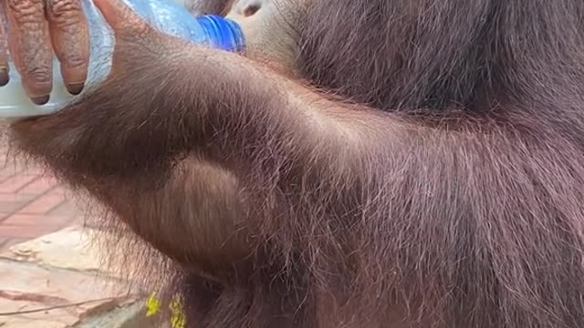 orangutans