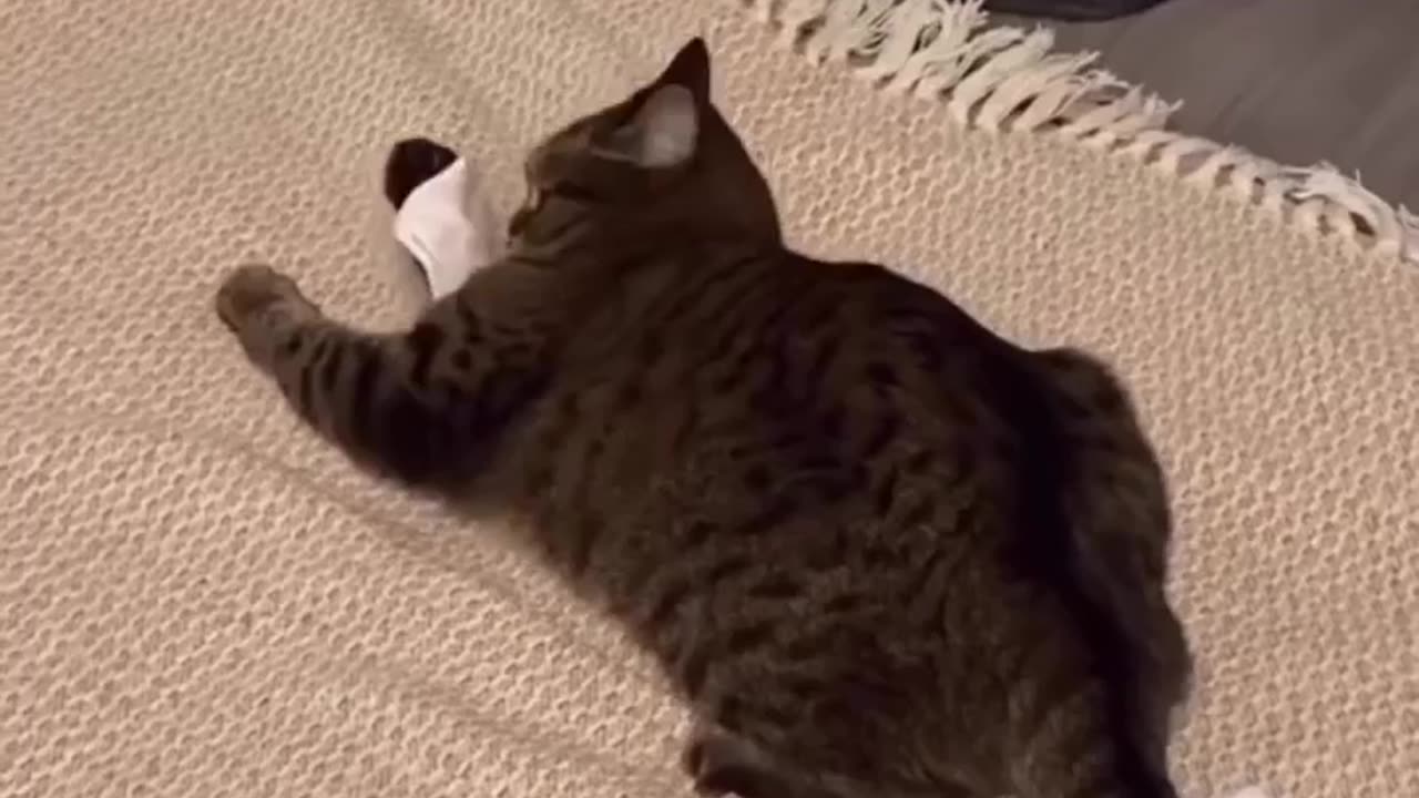 Cat get crazy when paper moves😂😺