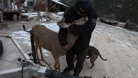 More Sweet Pea the Mule Deer