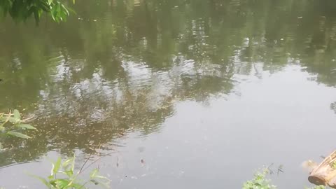 Feeding fish