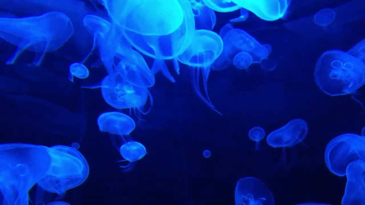 DEEP OCEAN - Drifting Jellyfish with Ambient and Calming Music for Relaxation-18