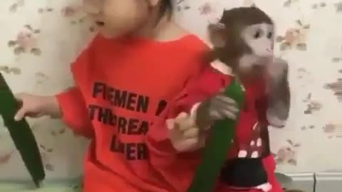 Funny Animal videos