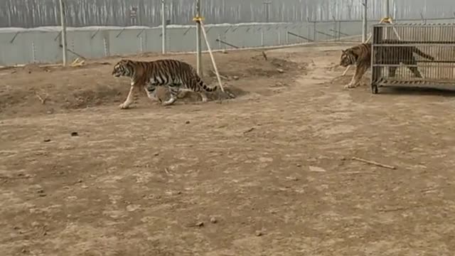 tigers