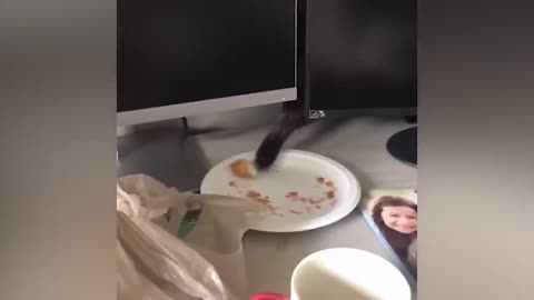 FUNNY ANIMALS