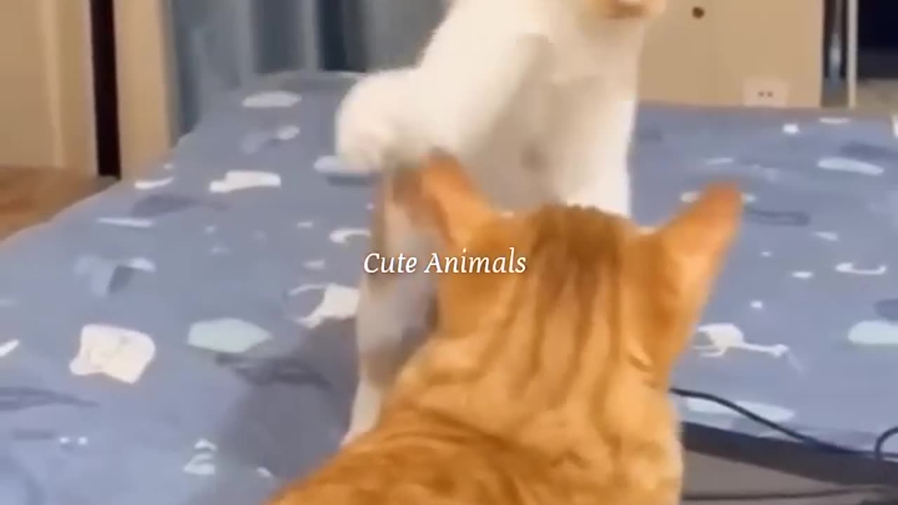 Best Animal funny