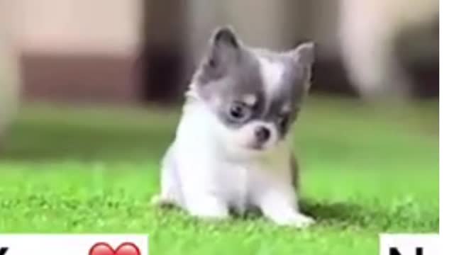 Do you think I am a cute dog? 😍 #dog #dogs #dogvideo #tiktok #bts #Pomeranian #shorts