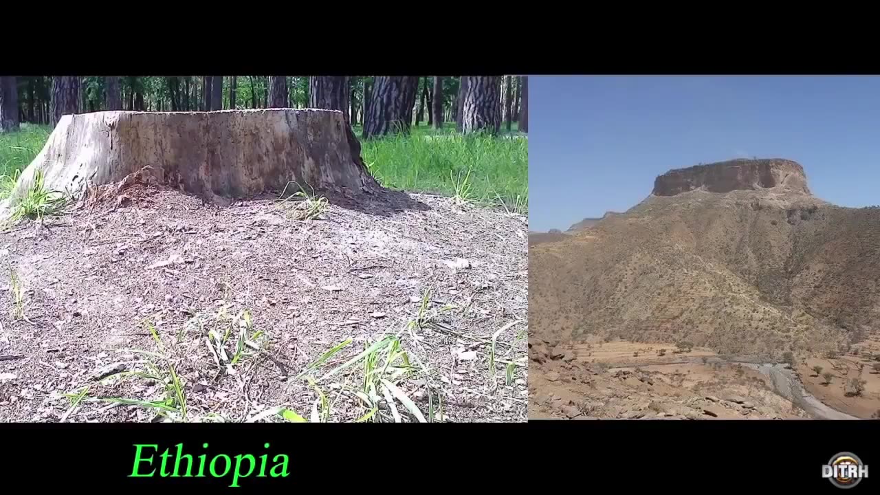 The Earth is NOT What we Think There Are no Forests on Earth Deutsch