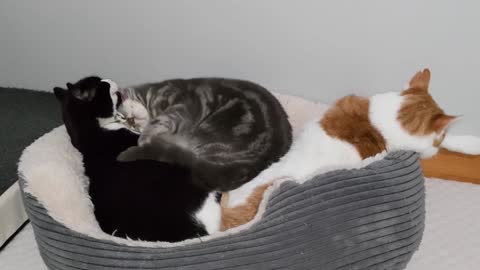 Cats Like To Snuggle & Sleep Together