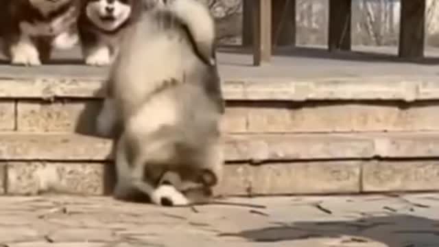 Best Funny Animal Videos