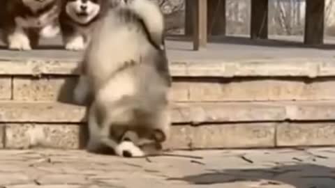 Best Funny Animal Videos