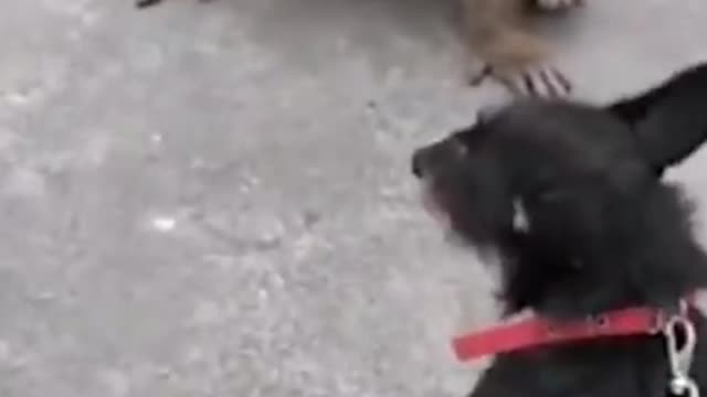 Funny animals video, funny monkey and dog