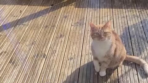 Cat fakes injury to get in the house