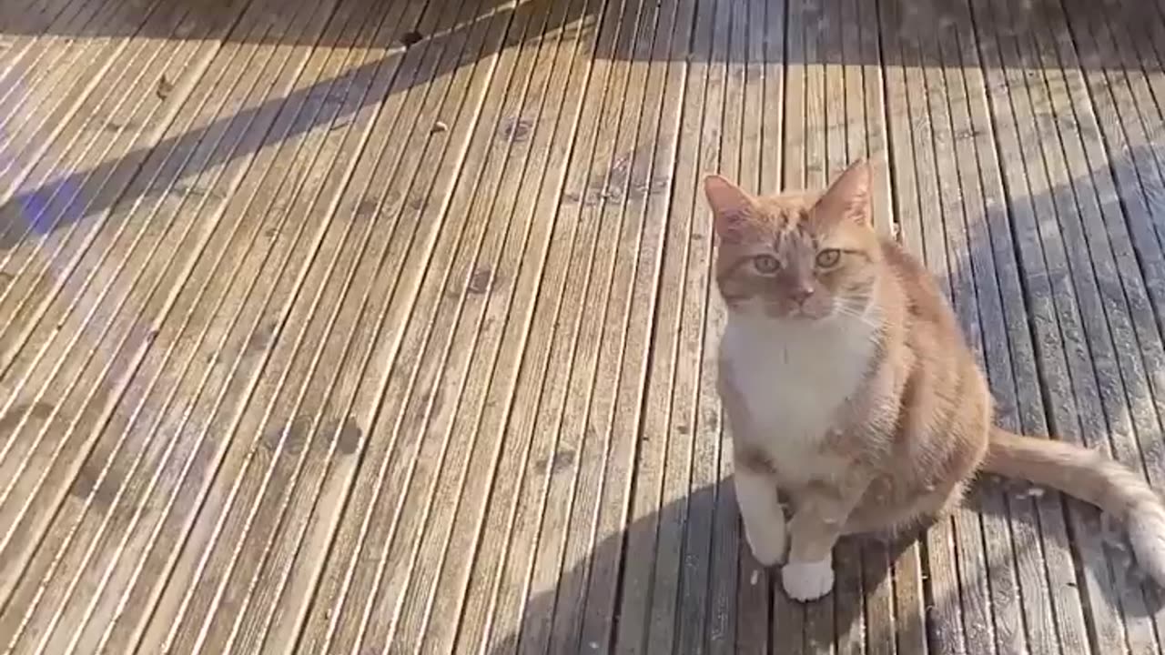 Cat fakes injury to get in the house