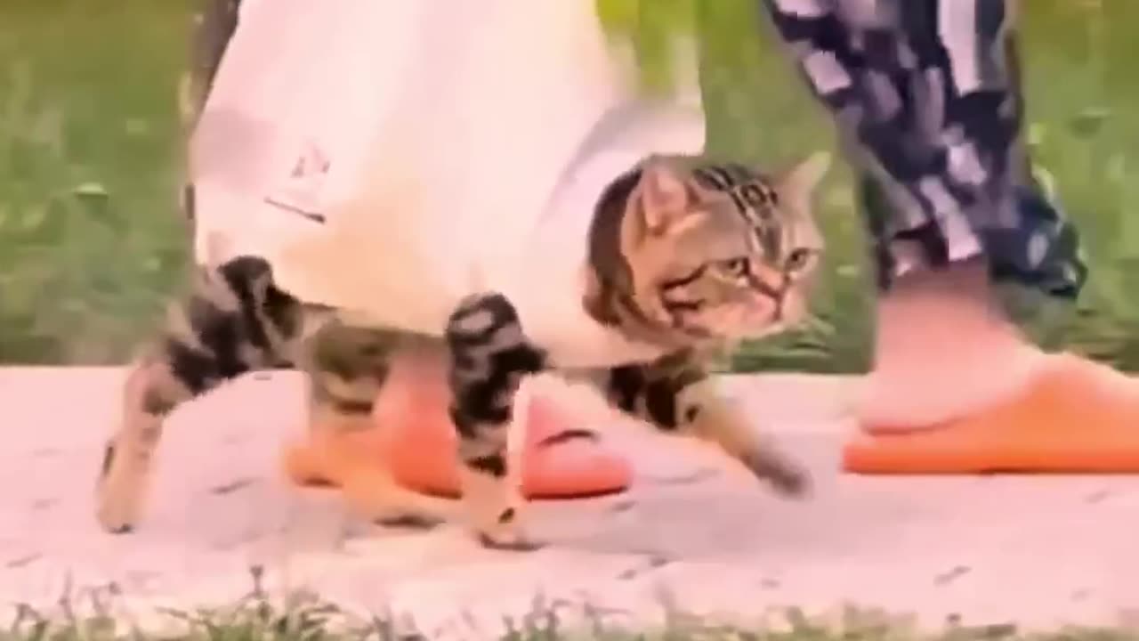 Funniest cats 😺In tha world 😂 funny and fails pets videos