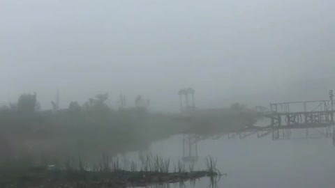 This is a beautiful and charming water-dwelling species