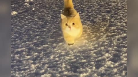 Cute cat glowing