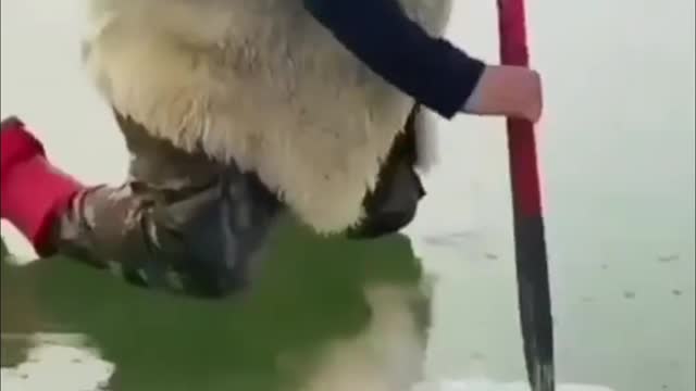 A Humble Try to Rescue Fish Stuck in Ice || Viral Hub
