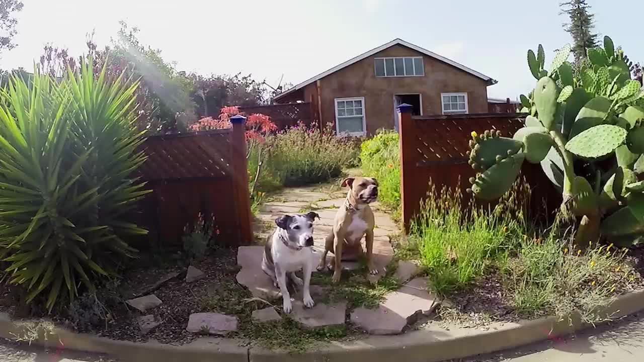 GoPro_ Top 10 Dog Moments