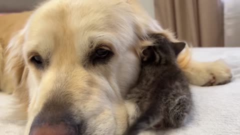Tiny Kitten Loves a Golden Retriever