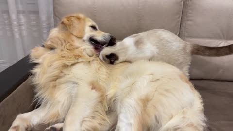 Golden Retriever Attacked by Kitten [TRY NOT TO LAUGH or GRIN]