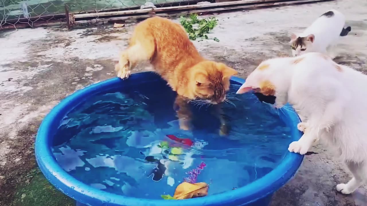 Funny cats