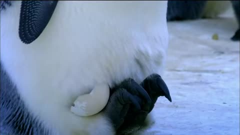 Baby Emperor Penguins Emerge from Their Shells Nature on PBS