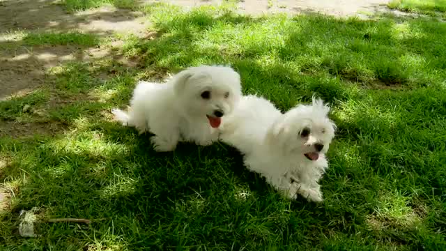 30 Seconds of Precious Maltese Puppies