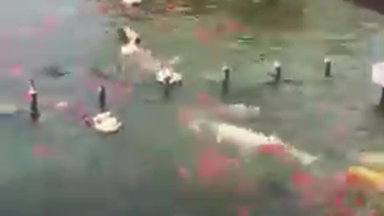 Cute Animals
