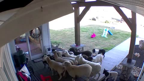 Border Collie herds sheep onto the porch!!_Cut