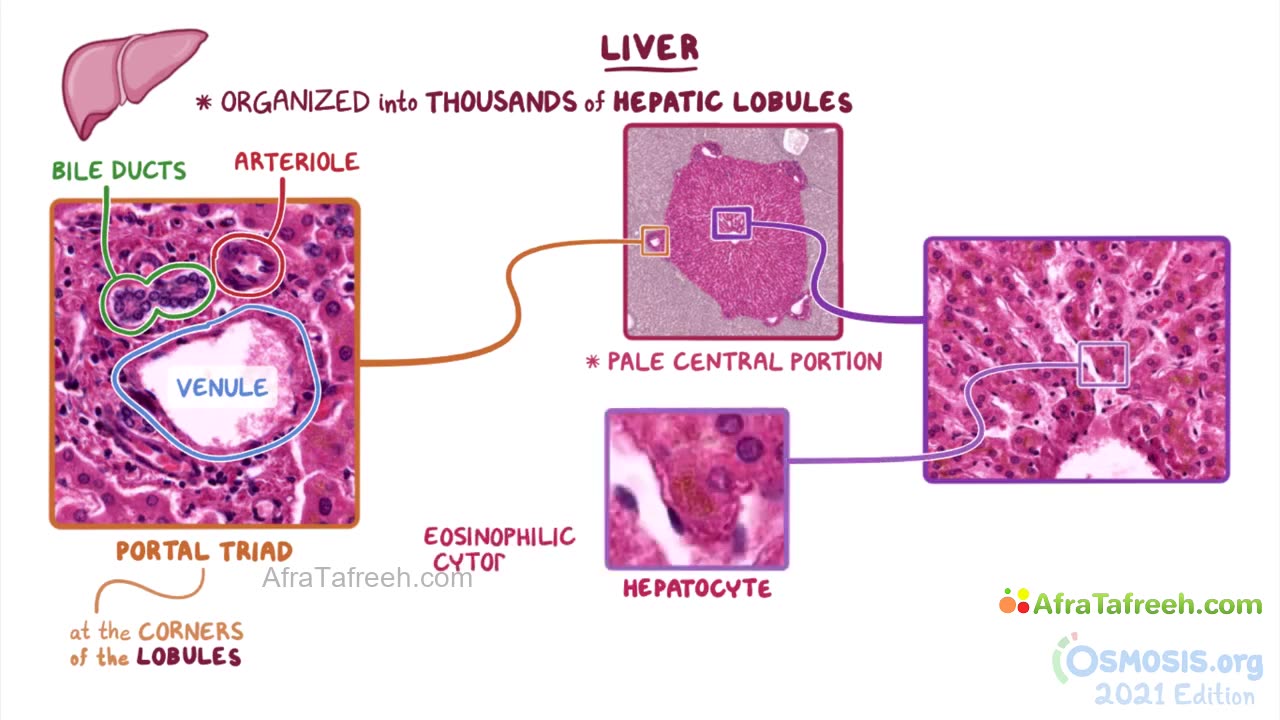 histology of liver #liver #organlargest