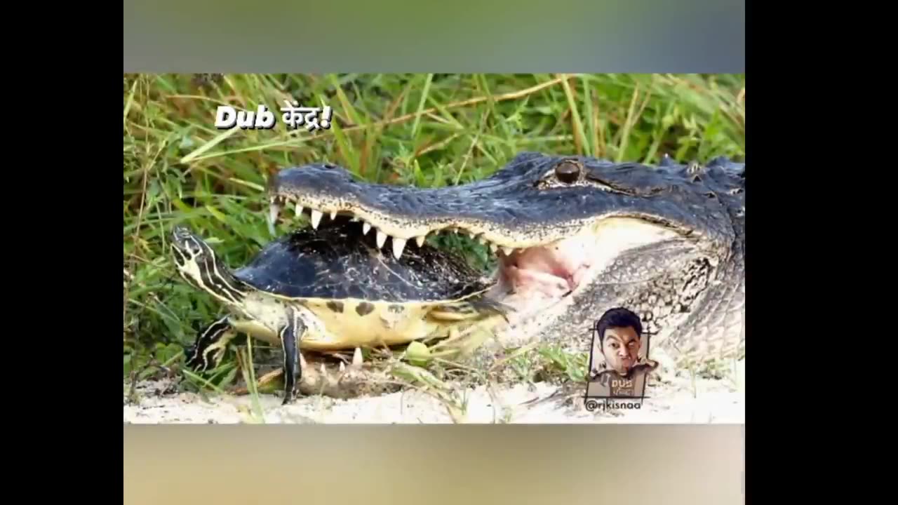 lolodile 🐊 funny dub video 😂 | lolodile sewa | crocodile funny video | rj kisna dub kendra