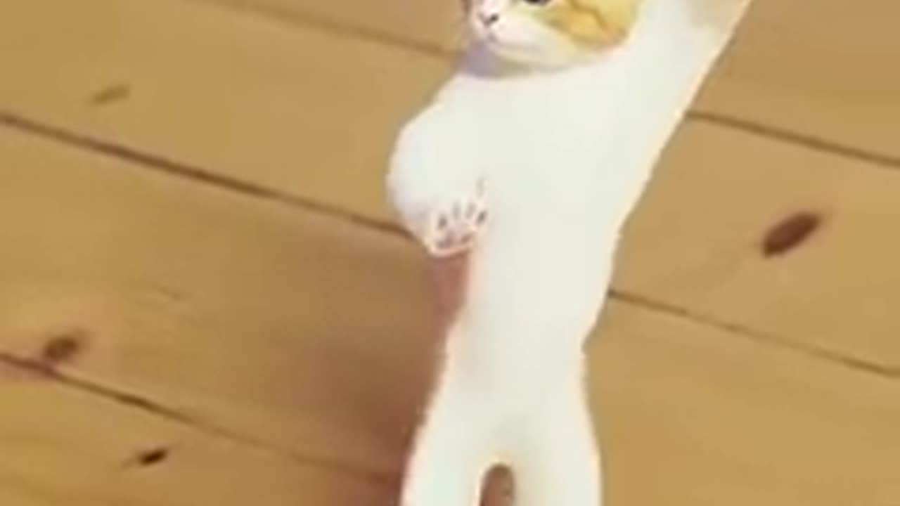 Funny Cat Dance