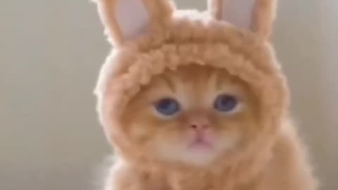 cute cat