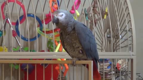 Watch this parrot tell his owner to be quiet!