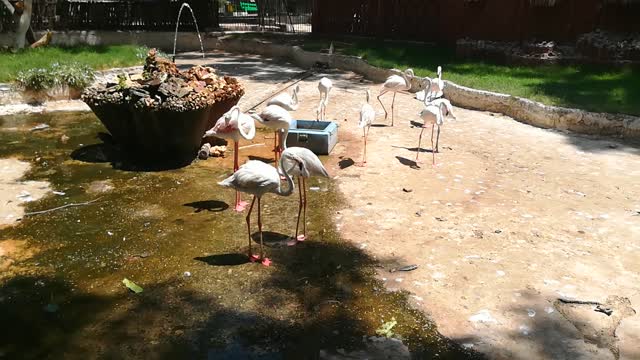 Male White Stork Kissing His Female In Public Park