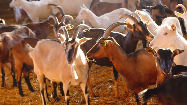 big goat farm with goats. goats on the farm. animals on the farm.