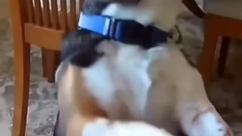 Pet_cut_dog_Lovers funny video