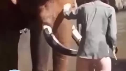 Live leak~ Elephant didn’t like something !