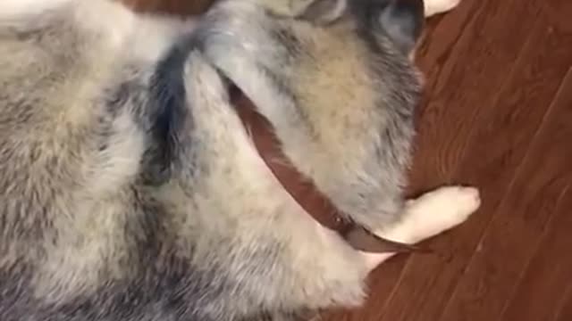 Stubborn Husky Tantrum #1