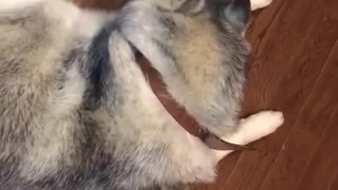 Stubborn Husky Tantrum #1