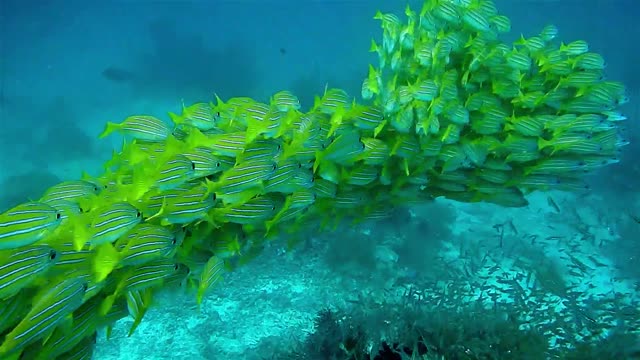 Swarm of little yellow Fish swimming in the sea