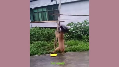 FUNNY ANIMAL VIDEOS 😂