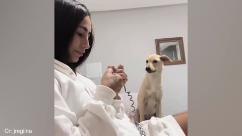 Funny Animal videos 😂💯