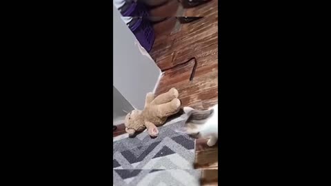 Funny animal videos 2023 - Funny cats/dogs - Funny animals - Part79/Haypyy Pett