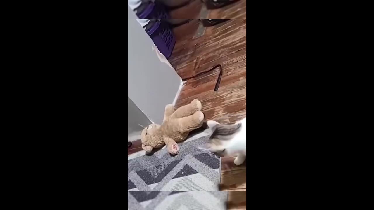 Funny animal videos 2023 - Funny cats/dogs - Funny animals - Part79/Haypyy Pett