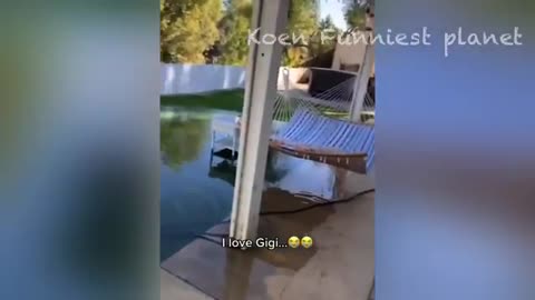 Best funniest animals dogs and cats funny video🤣😂