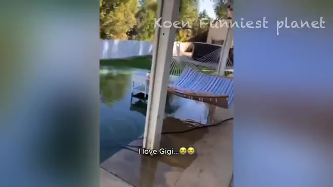 Best funniest animals dogs and cats funny video🤣😂