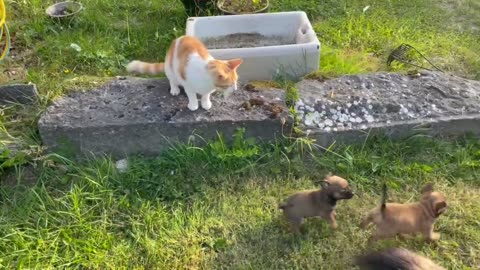 PUPPIES PLAYING WITH CATS